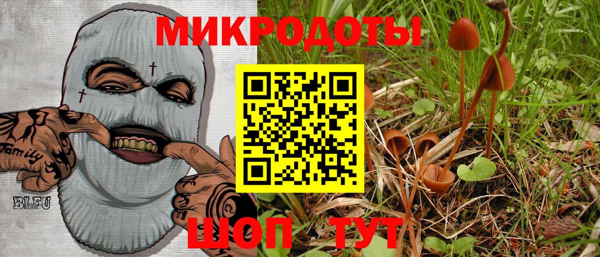 Псилоцибиновые грибы Psilocybe Кудымкар